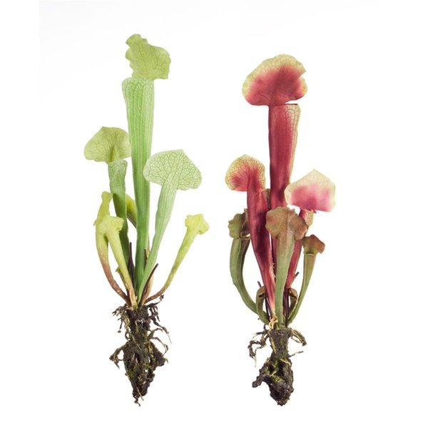 Melrose International Melrose International 70643 13 in. Cobra Lily Plant Polyester & Plastic; Green Red - Set of 12 70643